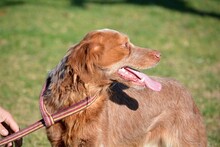 BRUNO, Hund, Bretonischer Spaniel in Spanien - Bild 6