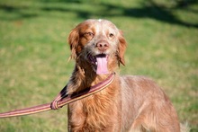 BRUNO, Hund, Bretonischer Spaniel in Spanien - Bild 8