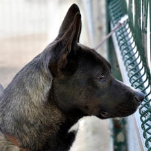 THOR, Hund, Mischlingshund in Spanien - Bild 3