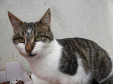 PINSEL, Katze, Hauskatze in Bulgarien - Bild 1