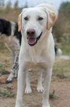 ARAGORN, Hund, Mischlingshund in Griechenland - Bild 10