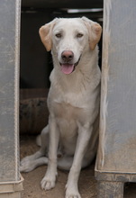 ARAGORN, Hund, Mischlingshund in Griechenland - Bild 11
