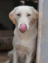 ARAGORN, Hund, Mischlingshund in Griechenland - Bild 12