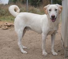 ARAGORN, Hund, Mischlingshund in Griechenland - Bild 14
