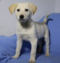 ARAGORN, Hund, Mischlingshund in Griechenland - Bild 16