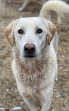 ARAGORN, Hund, Mischlingshund in Griechenland - Bild 2