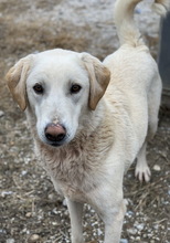 ARAGORN, Hund, Mischlingshund in Griechenland - Bild 3