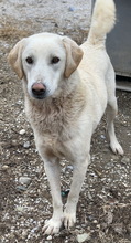 ARAGORN, Hund, Mischlingshund in Griechenland - Bild 5