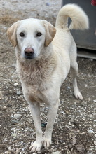 ARAGORN, Hund, Mischlingshund in Griechenland - Bild 6