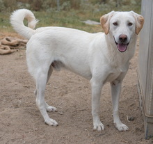 ARAGORN, Hund, Mischlingshund in Griechenland - Bild 9