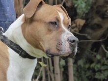 CHARLES, Hund, American Staffordshire Terrier in Spanien - Bild 4