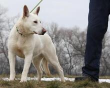 BELLA, Hund, Mischlingshund in Ungarn - Bild 3