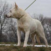 BELLA, Hund, Mischlingshund in Ungarn - Bild 5