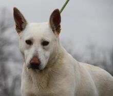 BELLA, Hund, Mischlingshund in Ungarn - Bild 6