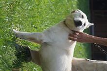 BELLA, Hund, Mischlingshund in Ungarn - Bild 7
