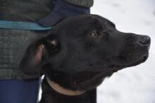 TOBIAS, Hund, Mischlingshund in Ungarn - Bild 4