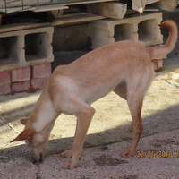BEBA, Hund, Podenco in Spanien - Bild 10