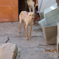 BEBA, Hund, Podenco in Spanien - Bild 12
