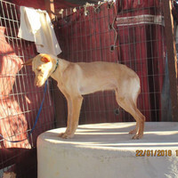 BEBA, Hund, Podenco in Spanien - Bild 14