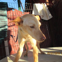 BEBA, Hund, Podenco in Spanien - Bild 3