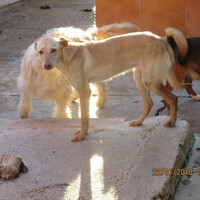 BEBA, Hund, Podenco in Spanien - Bild 4