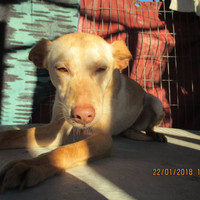 BEBA, Hund, Podenco in Spanien - Bild 5