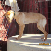 BEBA, Hund, Podenco in Spanien - Bild 6