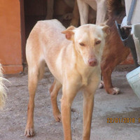 BEBA, Hund, Podenco in Spanien - Bild 7