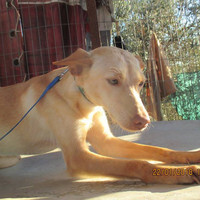 BEBA, Hund, Podenco in Spanien - Bild 8