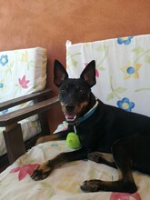 STELLA, Hund, Pinscher-Mix in Spanien - Bild 3