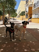 STELLA, Hund, Pinscher-Mix in Spanien - Bild 35