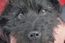 VADOC, Hund, Mischlingshund in Ungarn - Bild 2
