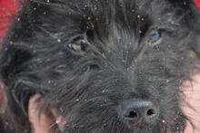 VADOC, Hund, Mischlingshund in Ungarn - Bild 5