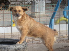ALMA, Hund, Mischlingshund in Bulgarien - Bild 2