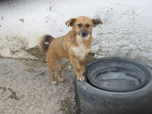 ALMA, Hund, Mischlingshund in Bulgarien - Bild 3