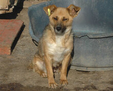ALMA, Hund, Mischlingshund in Bulgarien - Bild 5