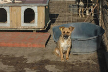 ALMA, Hund, Mischlingshund in Bulgarien - Bild 6
