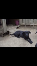 DOUGIE, Hund, Mischlingshund in Rumänien - Bild 11