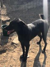 DOUGIE, Hund, Mischlingshund in Rumänien - Bild 2