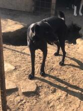 DOUGIE, Hund, Mischlingshund in Rumänien - Bild 3
