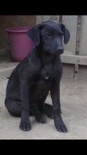 DOUGIE, Hund, Mischlingshund in Rumänien - Bild 6