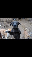 DOUGIE, Hund, Mischlingshund in Rumänien - Bild 8