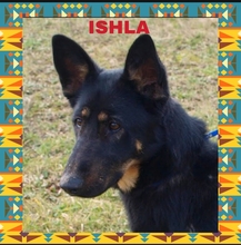 ISHLA, Hund, Mischlingshund in Kroatien - Bild 1