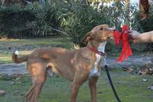 CURROS, Hund, Podenco in Spanien - Bild 2