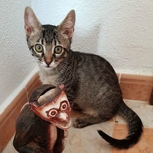 VICENSO, Katze, Europäisch Kurzhaar in Spanien - Bild 3