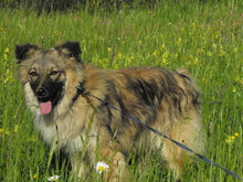 PUHCHO, Hund, Mischlingshund in Bulgarien - Bild 10