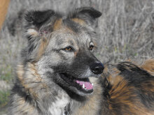 PUHCHO, Hund, Mischlingshund in Bulgarien - Bild 11