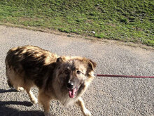 PUHCHO, Hund, Mischlingshund in Bulgarien - Bild 12