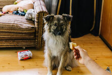 PUHCHO, Hund, Mischlingshund in Bulgarien - Bild 14