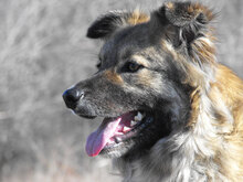 PUHCHO, Hund, Mischlingshund in Bulgarien - Bild 3